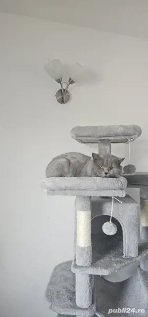 pisoiași vaccinați disponibili  - imagine 4 pisoiași vaccinați disponibili  - imagine 4