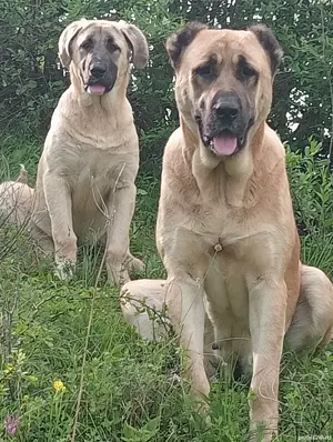 Căței kangal crescuți la stână de vânzare  - imagine 2 Căței kangal crescuți la stână de vânzare  - imagine 2