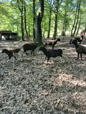 Mielute de rasa carne. - imagine 3