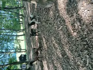 Mielute de rasa carne. - imagine 2