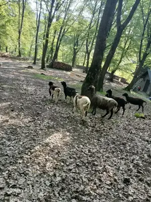 Mielute de rasa carne. - imagine 4