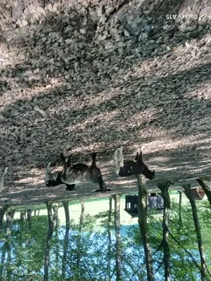 Mielute de rasa carne. - imagine 5