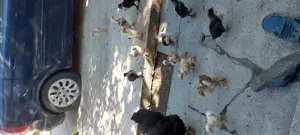 Vând boboci de rață leseasca și pui de găină  - imagine 2