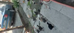 Vând boboci de rață leseasca și pui de găină 