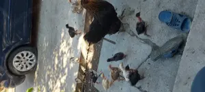 Vând boboci de rață leseasca și pui de găină  - imagine 3