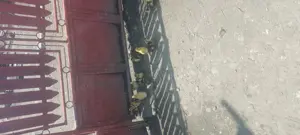 Vând boboci de rață leseasca și pui de găină  - imagine 4