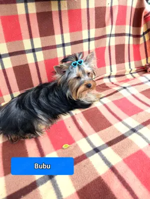 Yorkshire terrier cu pedigree 1 an talie mică  - imagine 2