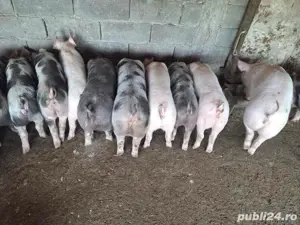 Porci pietran - imagine 3