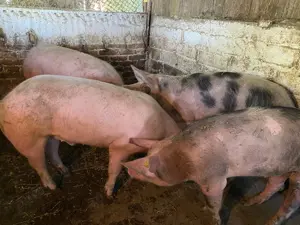 Porci de vanzare