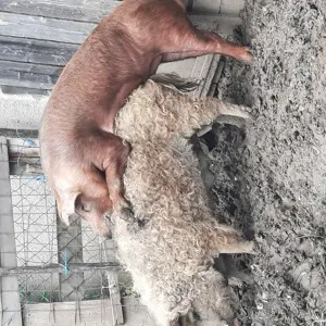 Purcei din mama mangalita si tata durok - imagine 4