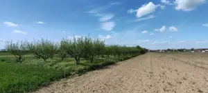 Casă și teren generos – sat Ciuhoi, comuna Săniob, județul Bihor - imagine 9