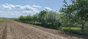 Casă și teren generos – sat Ciuhoi, comuna Săniob, județul Bihor - imagine 6