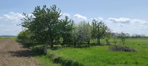 Casă și teren generos – sat Ciuhoi, comuna Săniob, județul Bihor - imagine 5