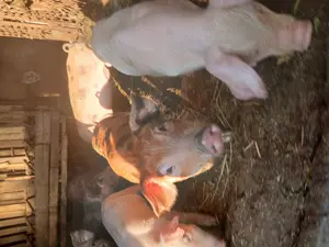 vand purcei,iezi,capre - imagine 5