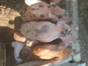 vand purcei,iezi,capre - imagine 2