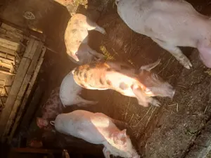 vand purcei,iezi,capre - imagine 4