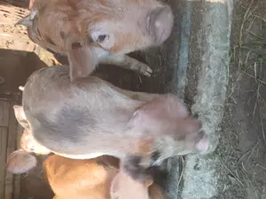 vand purcei,iezi,capre - imagine 3