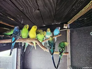 Papagali peruși, tineret de anul acesta și perechi mature, cu colivie și mâncare 
