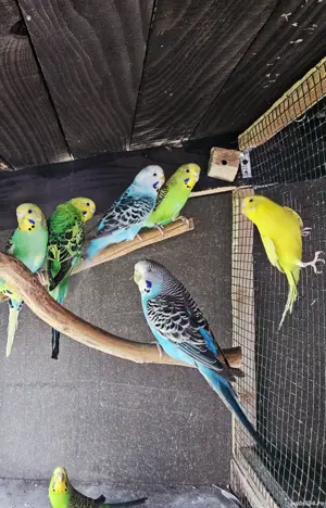 Papagali peruși, tineret de anul acesta și perechi mature, cu colivie și mâncare  - imagine 2