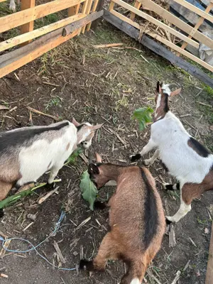 Iezi metis sannen cu alpin francez - imagine 3