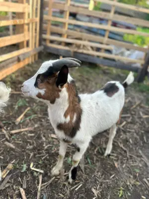 Iezi metis sannen cu alpin francez - imagine 5