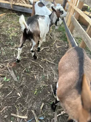 Iezi metis sannen cu alpin francez - imagine 4