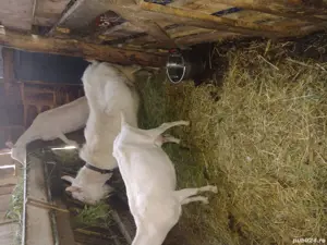 Țap Sannen rasă pură  - imagine 5