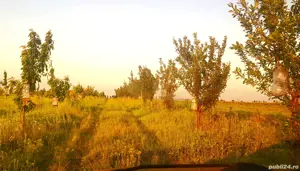 Teren extravilan Miroslava (livada) - imagine 2