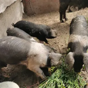 Porci Bazna de vânzare  - imagine 3