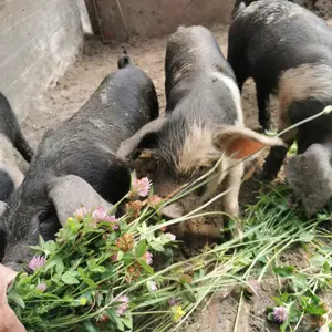 Porci Bazna de vânzare  - imagine 2