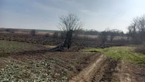 Teren intravilan Dârvari - imagine 3