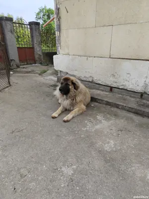 Câine ciobănesc în vârstă de 1 an jumate disponibil. - imagine 2