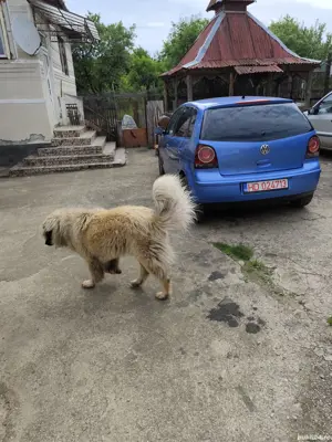 Câine ciobănesc în vârstă de 1 an jumate disponibil.
