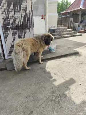 Câine ciobănesc în vârstă de 1 an jumate disponibil. - imagine 3