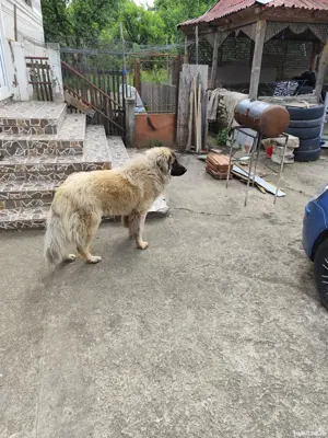 Câine ciobănesc în vârstă de 1 an jumate disponibil. - imagine 4