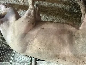 Vând vier pietrean belgian 