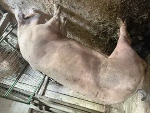 Vând vier pietrean belgian  - imagine 3 Vând vier pietrean belgian  - imagine 3