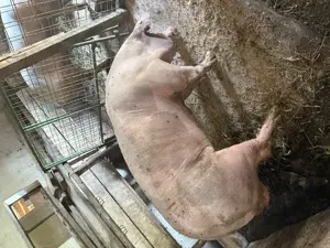 Vând vier pietrean belgian  - imagine 2 Vând vier pietrean belgian  - imagine 2