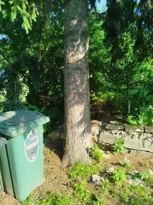 vand lemn brad pe picior, inaltime untila aprox 20m