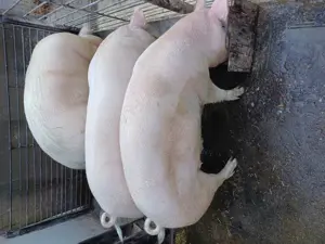 Disponibili  - imagine 4