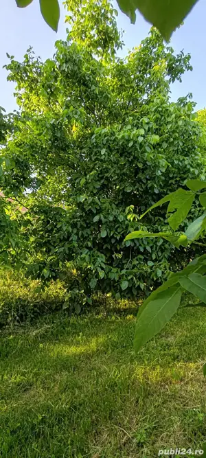 teren livadă cu nuci - imagine 10