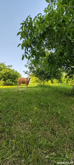 teren livadă cu nuci - imagine 6