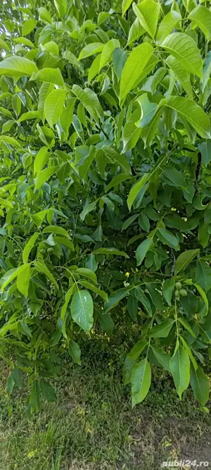 teren livadă cu nuci - imagine 8