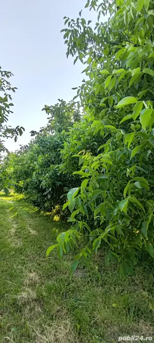 teren livadă cu nuci - imagine 9