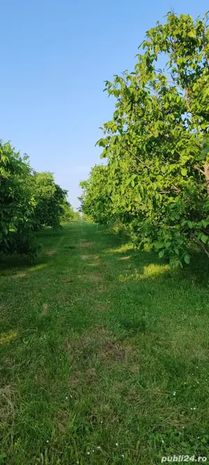 teren livadă cu nuci - imagine 7
