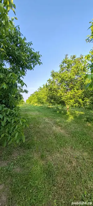 teren livadă cu nuci - imagine 5