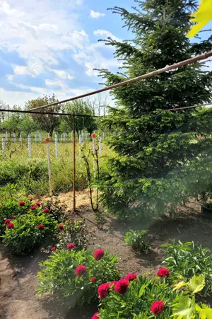 Casă de vanzare Comana jud Constanta  - imagine 7