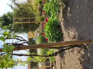 Casă de vanzare Comana jud Constanta  - imagine 10