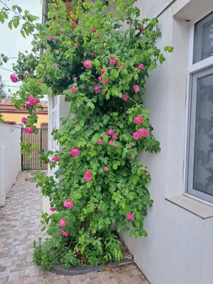 cazare constanta mamaia oferta la mare camere litoral la plaja pensiune hotel vila  - imagine 5