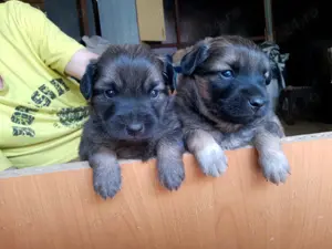 Donez 2 căței talie mica pechinez, vârsta aproximativ 3 luni Focsani i Focsani 